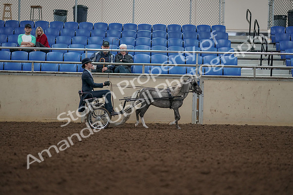 2019 Morgan Horse Show - Aug 31, 2019 - 04527