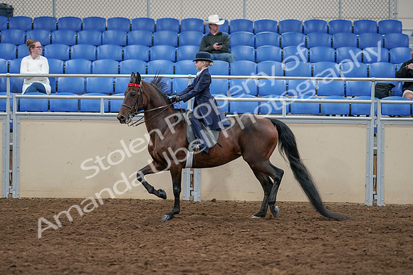 2020 - AB Morgan Horse - Sun, Sept 06 - 07701