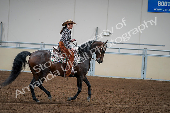 2020 - AB Morgan Horse - Fri, Sept 04 - 00337