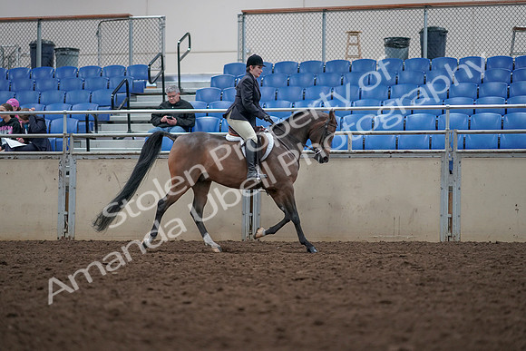 2019 Morgan Horse Show - Aug 31, 2019 - 16178