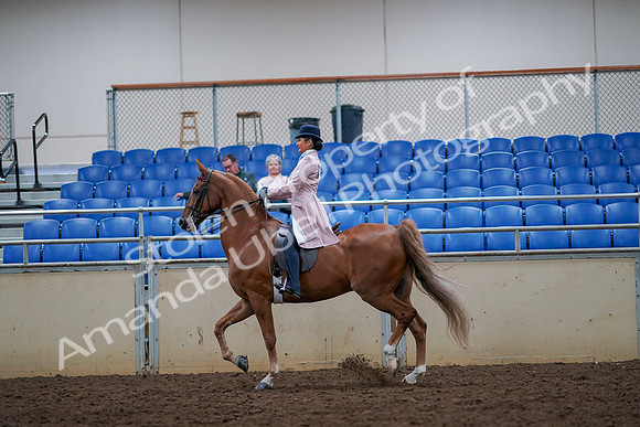 2019 Morgan Horse Show - Aug 30, 2019 - 21396