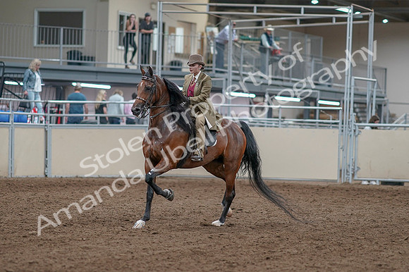 2020 - AB Morgan Horse - Fri, Sept 04 - 11128