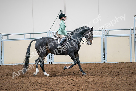 2020 - AB Morgan Horse - Sun, Sept 06 - 08058