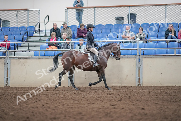 2019 Morgan Horse Show - Aug 31, 2019 - 19687