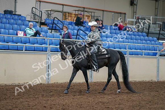 2020 - AB Morgan Horse - Fri, Sept 04 - 03510
