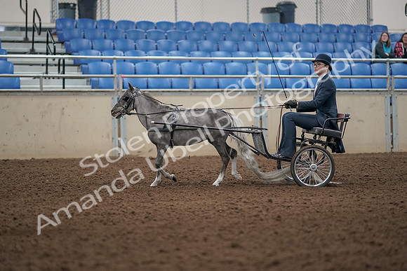 2019 Morgan Horse Show - Aug 31, 2019 - 04262