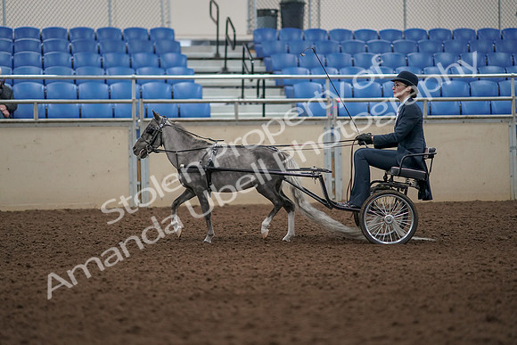 2019 Morgan Horse Show - Aug 31, 2019 - 04265
