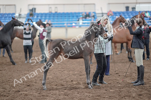 2019 Morgan Horse Show - Aug 31, 2019 - 03692