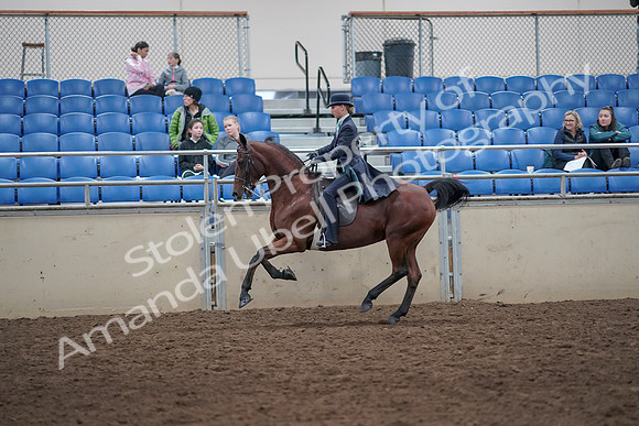 2019 Morgan Horse Show - Aug 31, 2019 - 09490