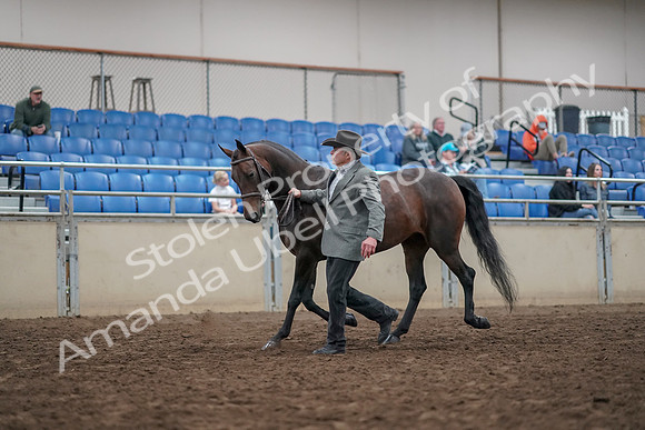 2019 Morgan Horse Show - Aug 31, 2019 - 03673