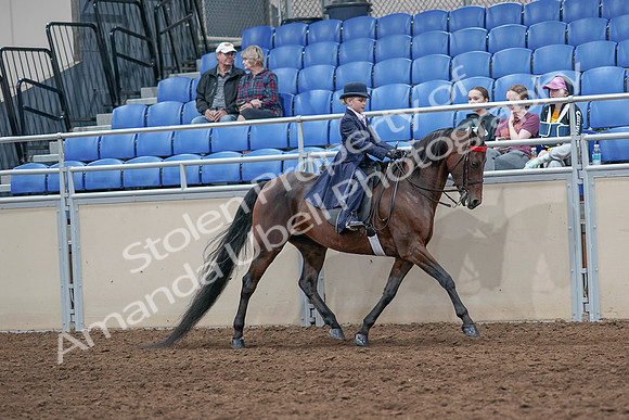 2020 - AB Morgan Horse - Sat, Sept 05 - 04885