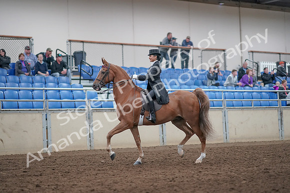 2019 Morgan Horse Show - Aug 31, 2019 - 20382