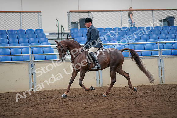 2019 Morgan Horse Show - Aug 30, 2019 - 17338