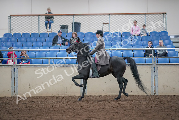 2019 Morgan Horse Show - Aug 31, 2019 - 09328