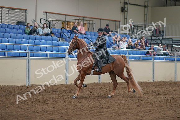 2020 - AB Morgan Horse - Fri, Sept 04 - 11243