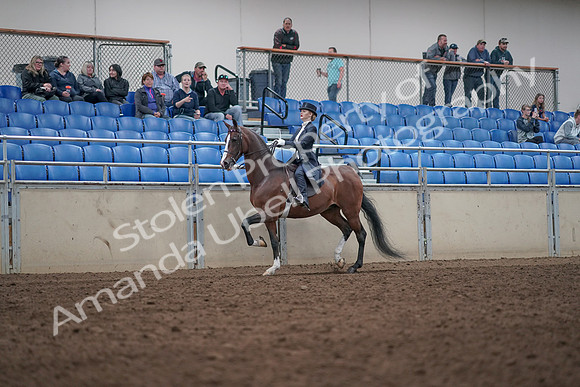 2019 Morgan Horse Show - Aug 31, 2019 - 20475