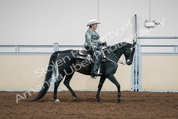 2020 - AB Morgan Horse - Fri, Sept 04 - 03537