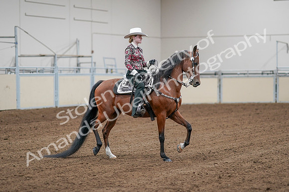 2020 - AB Morgan Horse - Fri, Sept 04 - 08494
