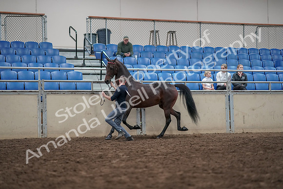 2019 Morgan Horse Show - Aug 31, 2019 - 03634