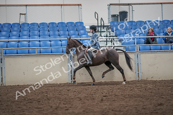 2019 Morgan Horse Show - Aug 31, 2019 - 16515