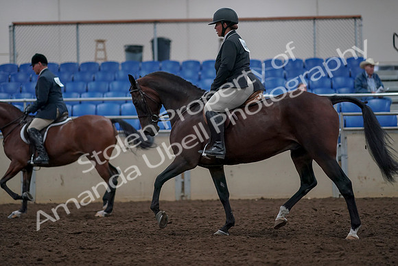 2019 Morgan Horse Show - Aug 31, 2019 - 14722