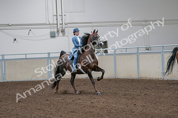 2020 - AB Morgan Horse - Fri, Sept 04 - 05034