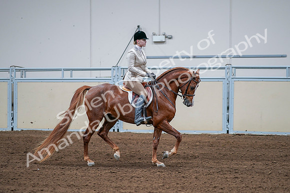 2020 - AB Morgan Horse - Fri, Sept 04 - 01836