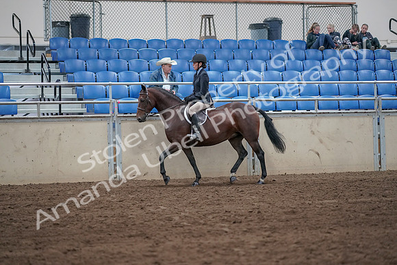 2019 Morgan Horse Show - Sept 01, 2019 - 12758