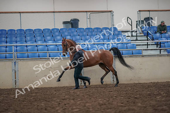 2019 Morgan Horse Show - Aug 31, 2019 - 03593