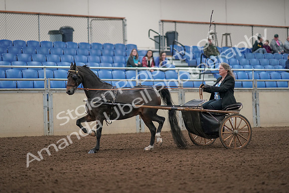 2019 Morgan Horse Show - Aug 31, 2019 - 04385