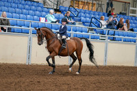 2020 - AB Morgan Horse - Fri, Sept 04 - 04473