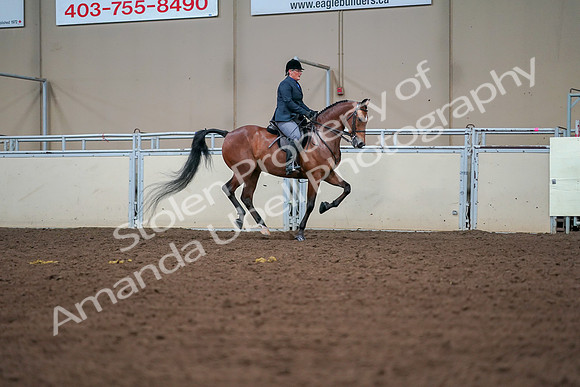 2019 Morgan Horse Show - Aug 30, 2019 - 20975