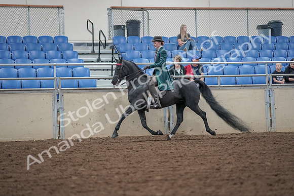2019 Morgan Horse Show - Aug 30, 2019 - 15495