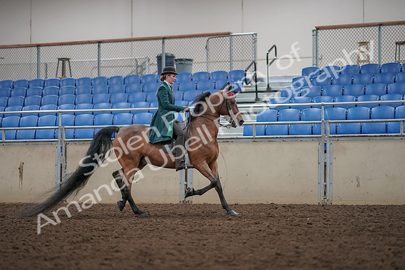2019 Morgan Horse Show - Aug 30, 2019 - 28071