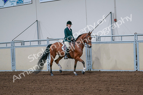 2020 - AB Morgan Horse - Fri, Sept 04 - 01851