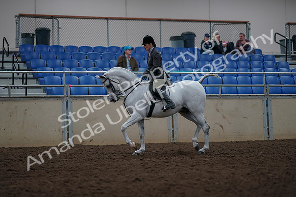 2019 Morgan Horse Show - Aug 31, 2019 - 14888