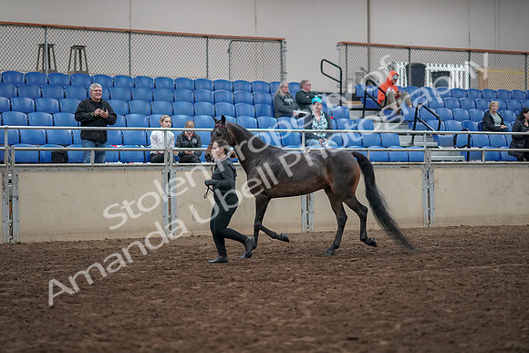 2019 Morgan Horse Show - Aug 31, 2019 - 03960