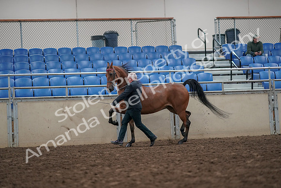 2019 Morgan Horse Show - Aug 31, 2019 - 03591