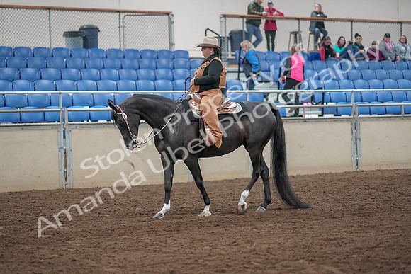 2019 Morgan Horse Show - Aug 31, 2019 - 06130