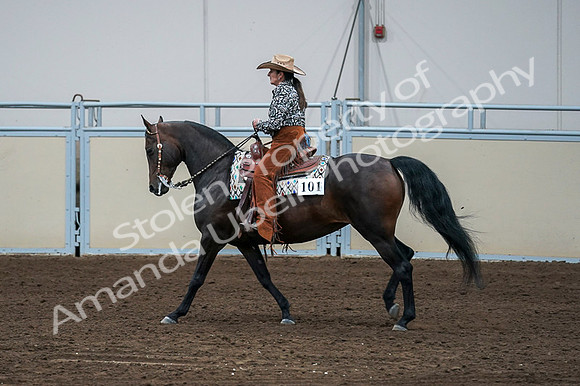 2020 - AB Morgan Horse - Fri, Sept 04 - 00409