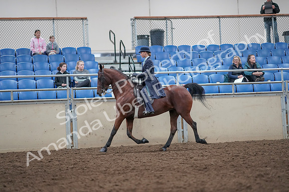 2019 Morgan Horse Show - Aug 31, 2019 - 09261