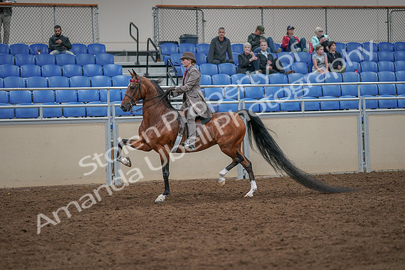 2020 - AB Morgan Horse - Fri, Sept 04 - 11384
