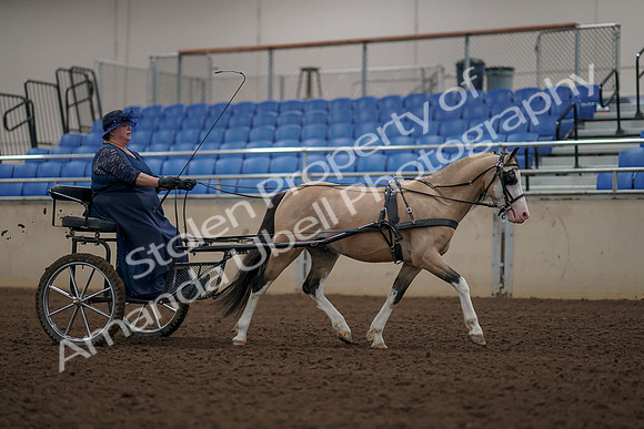 2019 Morgan Horse Show - Aug 31, 2019 - 04477