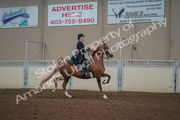 2019 Morgan Horse Show - Aug 30, 2019 - 25273