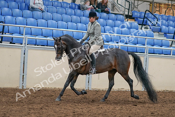 2020 - AB Morgan Horse - Sat, Sept 05 - 14318