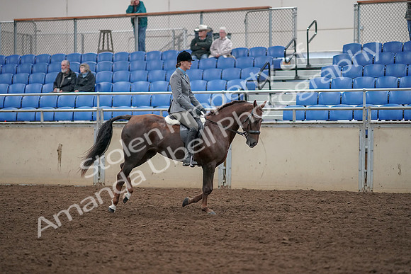 2019 Morgan Horse Show - Aug 31, 2019 - 07493