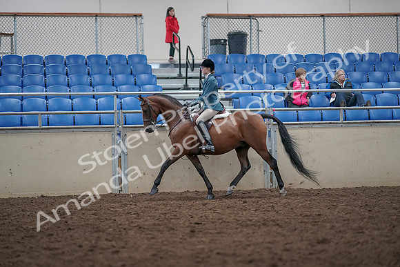 2019 Morgan Horse Show - Aug 31, 2019 - 17125