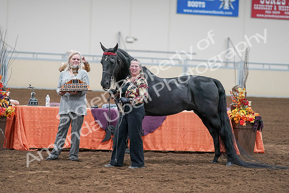 2020 - AB Morgan Horse - Sat, Sept 05 - 00119