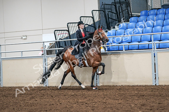 2020 - AB Morgan Horse - Sat, Sept 05 - 06782