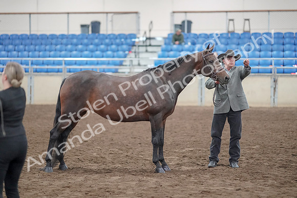 2019 Morgan Horse Show - Aug 31, 2019 - 03739